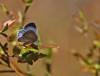 Spring Azure female